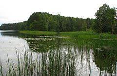 Dębno